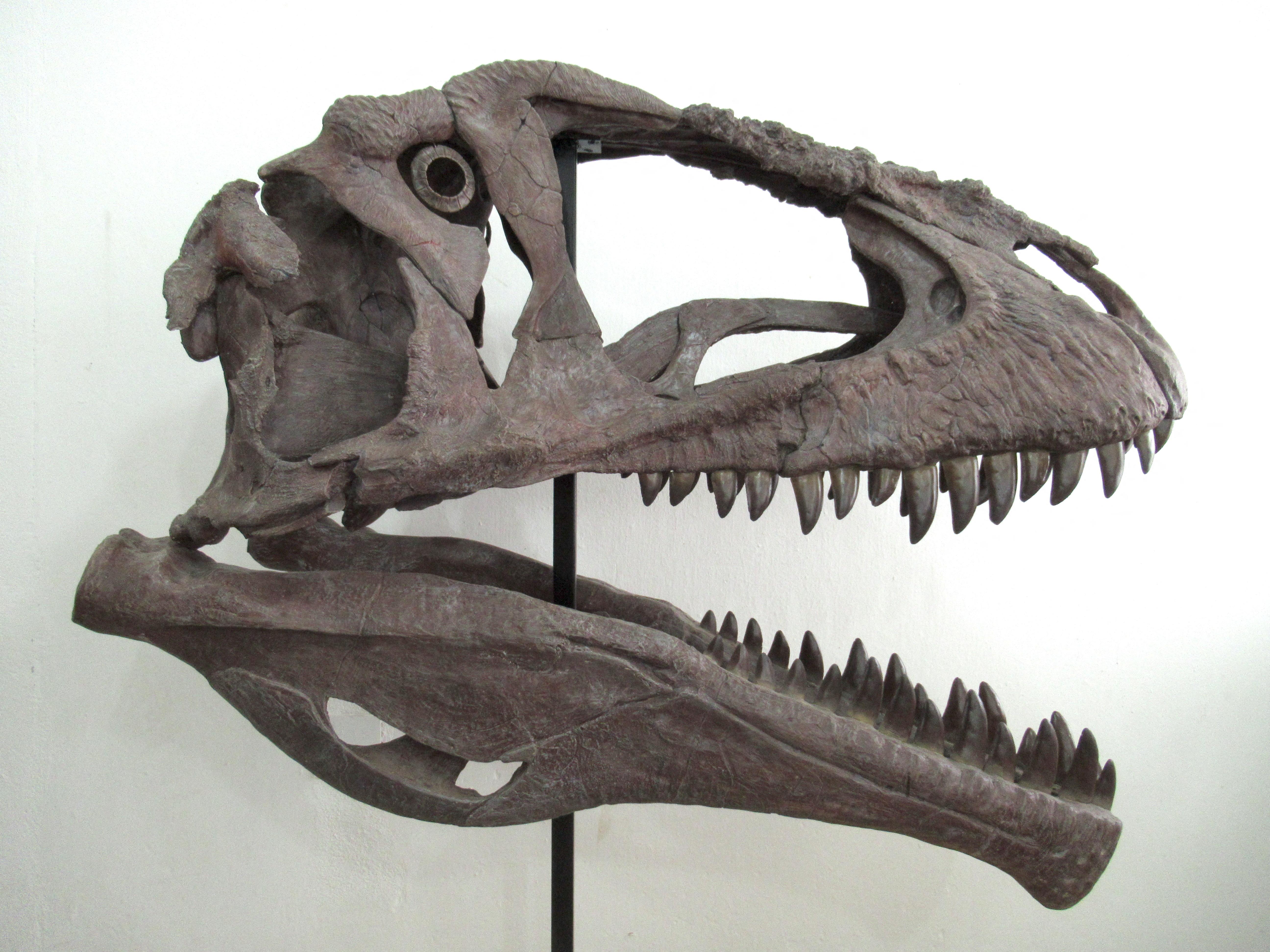 В Аргентине обнаружен новый вид динозавра с огромной головой и маленькими руками