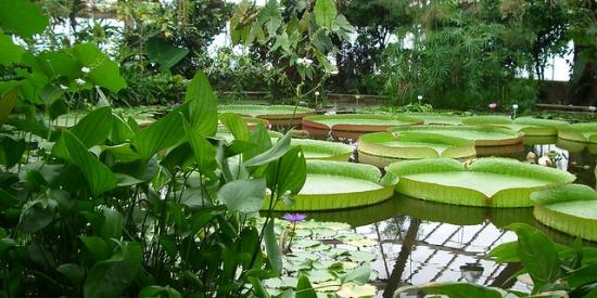 Le jardin botanique de Meise