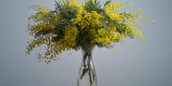 Bouquet de mimosa