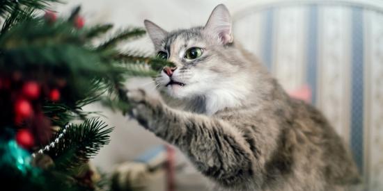 kat uit de kerstboom houden
