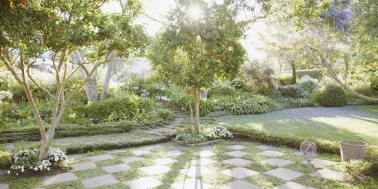 kleine boom tuin