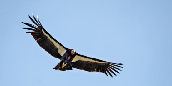 californische condor