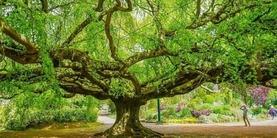 mooiste bomen van België