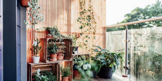 balkon planten tips