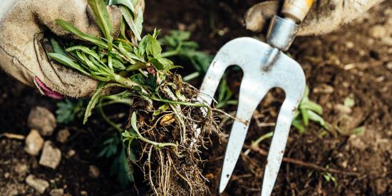 lutter mauvaises herbes