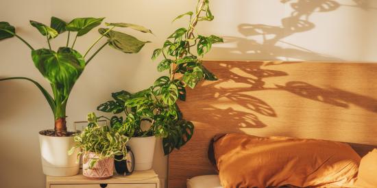 planten slaapkamer