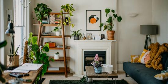 plantes