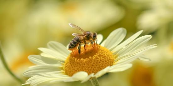 bijen tuin helpen