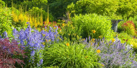 bloemen bloeien twee keer