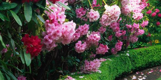 rododendron
