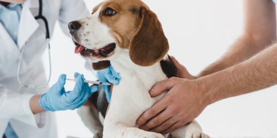 bang voor dierenarts