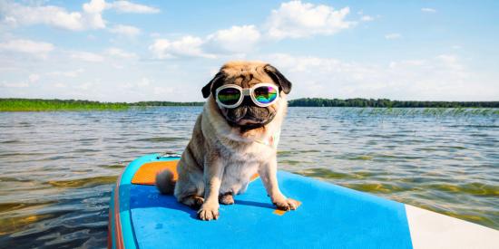 chiens admis