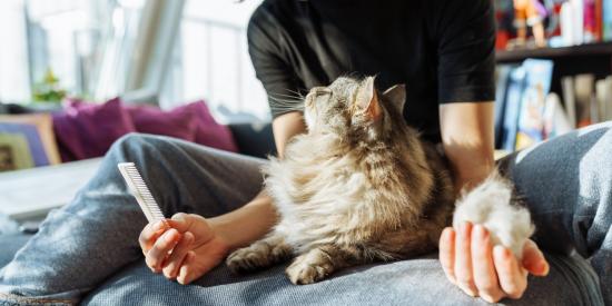 kat, klitten