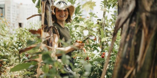 jardin jardinage nature plantes