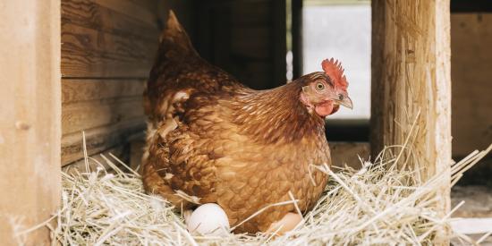 poules check list