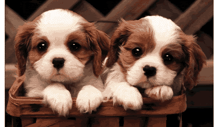 https://img.static-rmg.be/a/view/q75/w560/h/1515942/chien1.gif