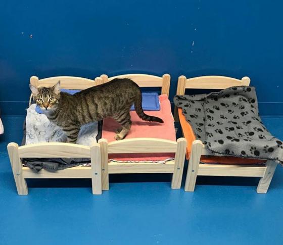 Ikea offre des lits de poupée pour les chats d'un refuge