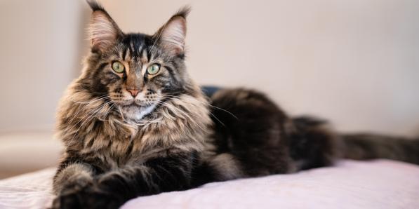 Maine Coon - Getty Images