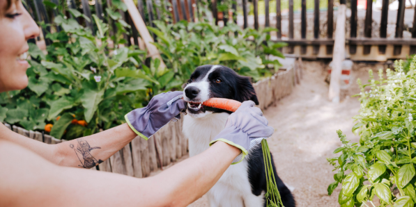 Des chiens végétariens? - Getty Images