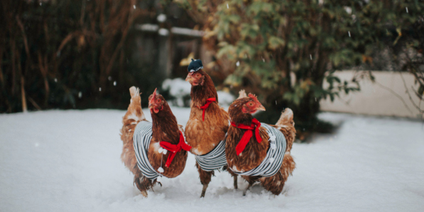 Tout pour votre poule de compagnie DR Getty Images