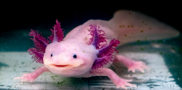 Axolotl DR Flair Canva