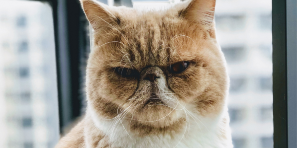 Votre chat est-il un psychopathe? - Unsplash Cyrus Chew