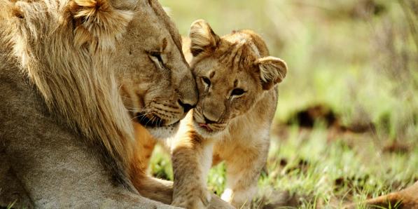 Lions - Getty