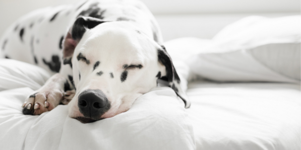 Faut-il laisser son animal de compagnie dormir au lit? - Getty Images