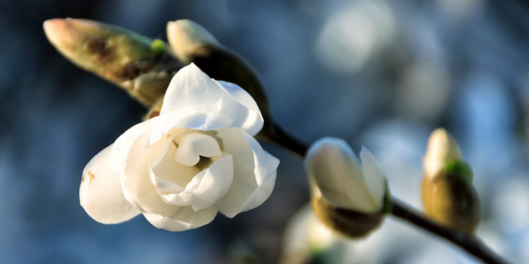 On exploite les bienfaits des bourgeons - Getty Images