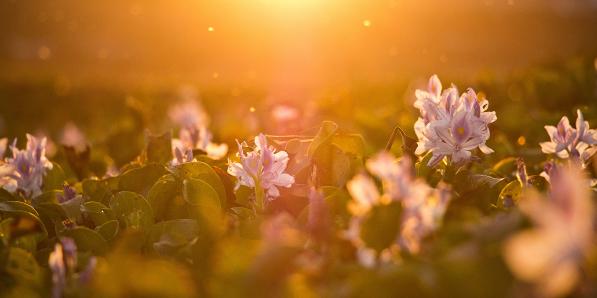Bel été Belgique - Unsplash