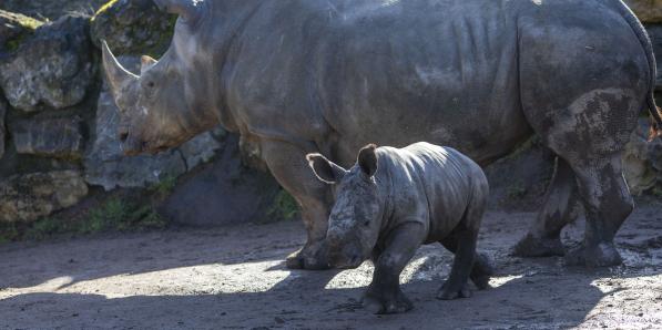 Rhinocéros Pairi Daiza - Benoit Bouchez