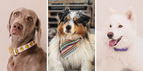 8 colliers pour chiens ultra tendance DR Dogguo et Bandanas Boho Montage Flair