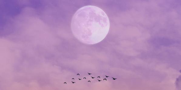 Silas Van Overeem via Unsplash