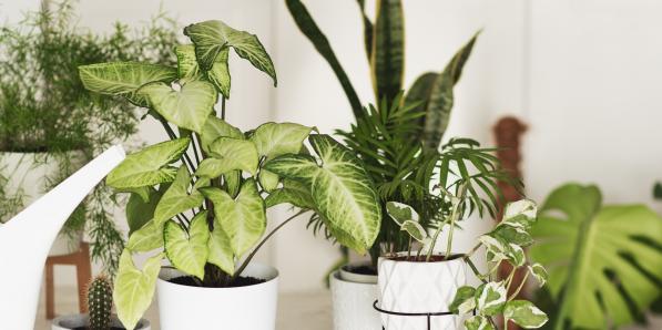 Pop-up plantes - ©Getty