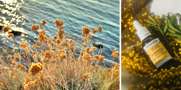 L'immortelle recèle de nombreux bienfaits beauté - DR Flair