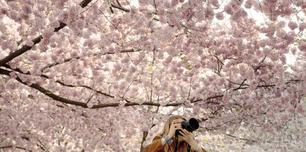 Cerisiers du Japon - Getty