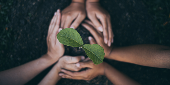 Offrez un arbre avec Tree-Nation - DR Flair Unsplash
