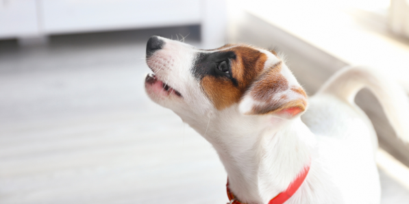 Finis les colliers pour chiens qui font mal à Fluffy DR Flair Canva