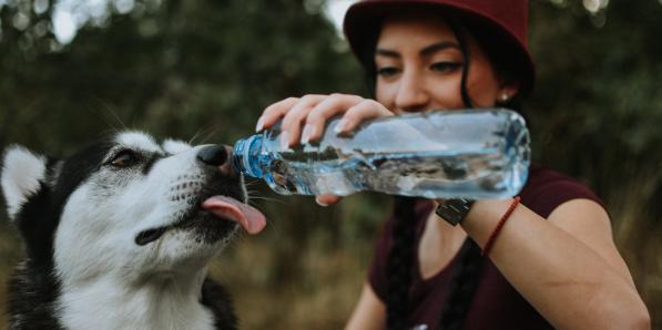 Chien - Getty