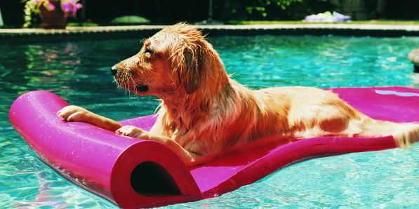 Chien - Getty