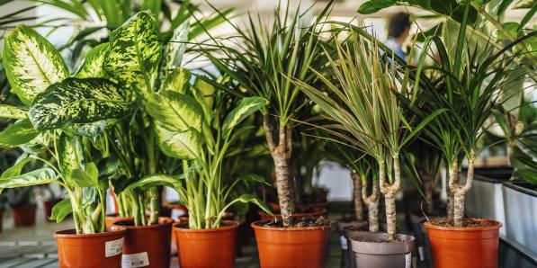 Pop-up plantes - Getty