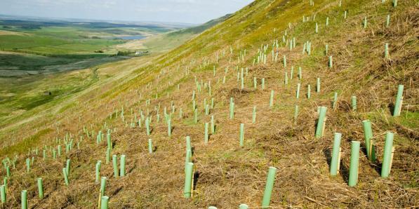 Bomen planten