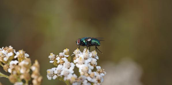 nouvelle espèce mouche