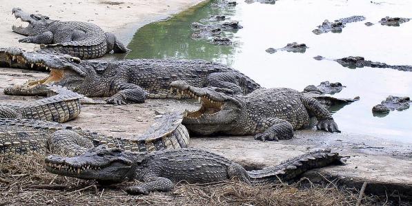 crocodile