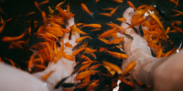 La fish pedicure n'est pas si marrante que ça