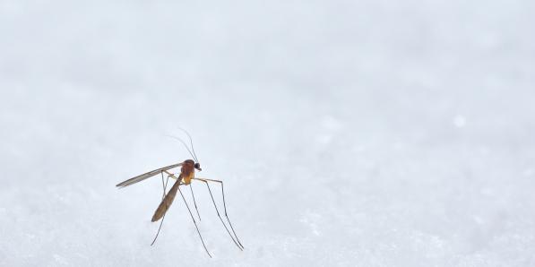 Moustiques - Unsplash