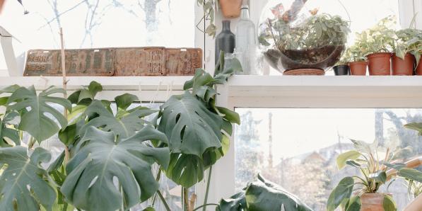 plantes alcool