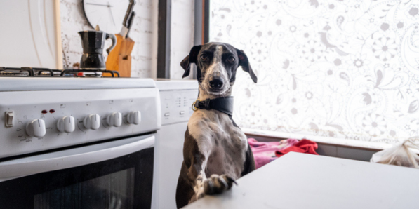 Votre chien a peur du micro-ondes Getty Images