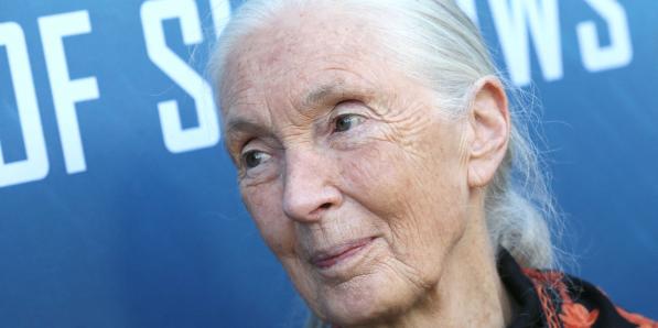 Jane Goodall