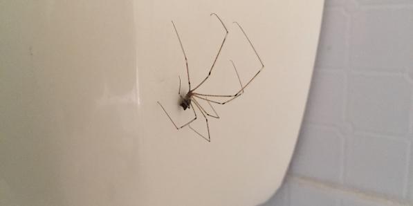 alt_araignées